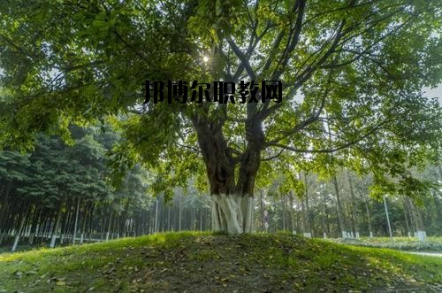 四川檔案學校2020年報名條件、招生要求、招生對象